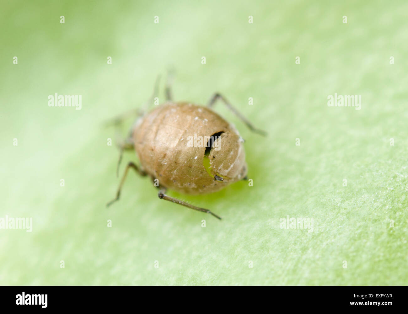 Aphid mummy caused by the cabbage aphid parasite Stock Photo