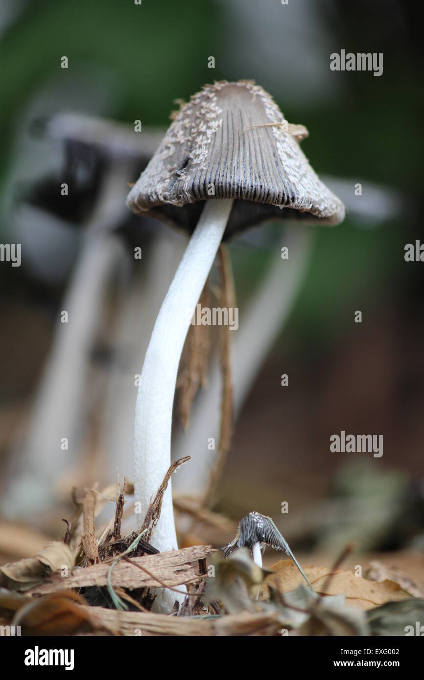 Wild mushroom growing in mulch Stock Photo Alamy