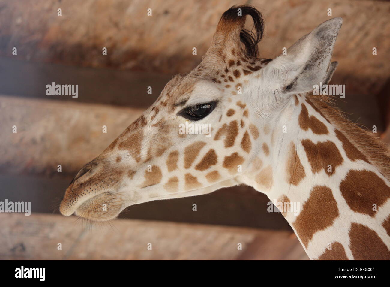 Giraffe posing for a picture. Stock Photo