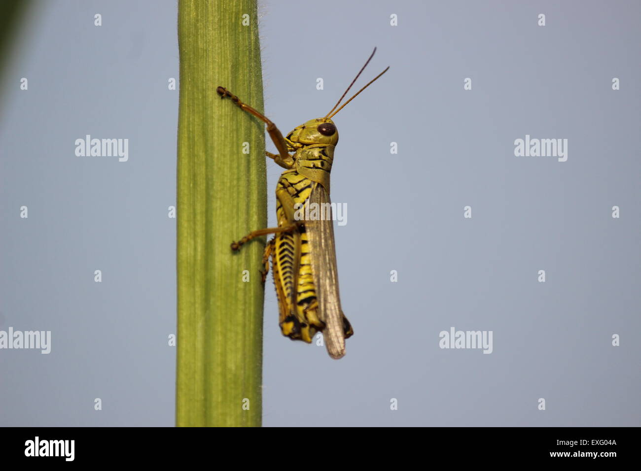 Grasshopper hanging out on stalk in Homosassa, Florida, USA. Stock Photo