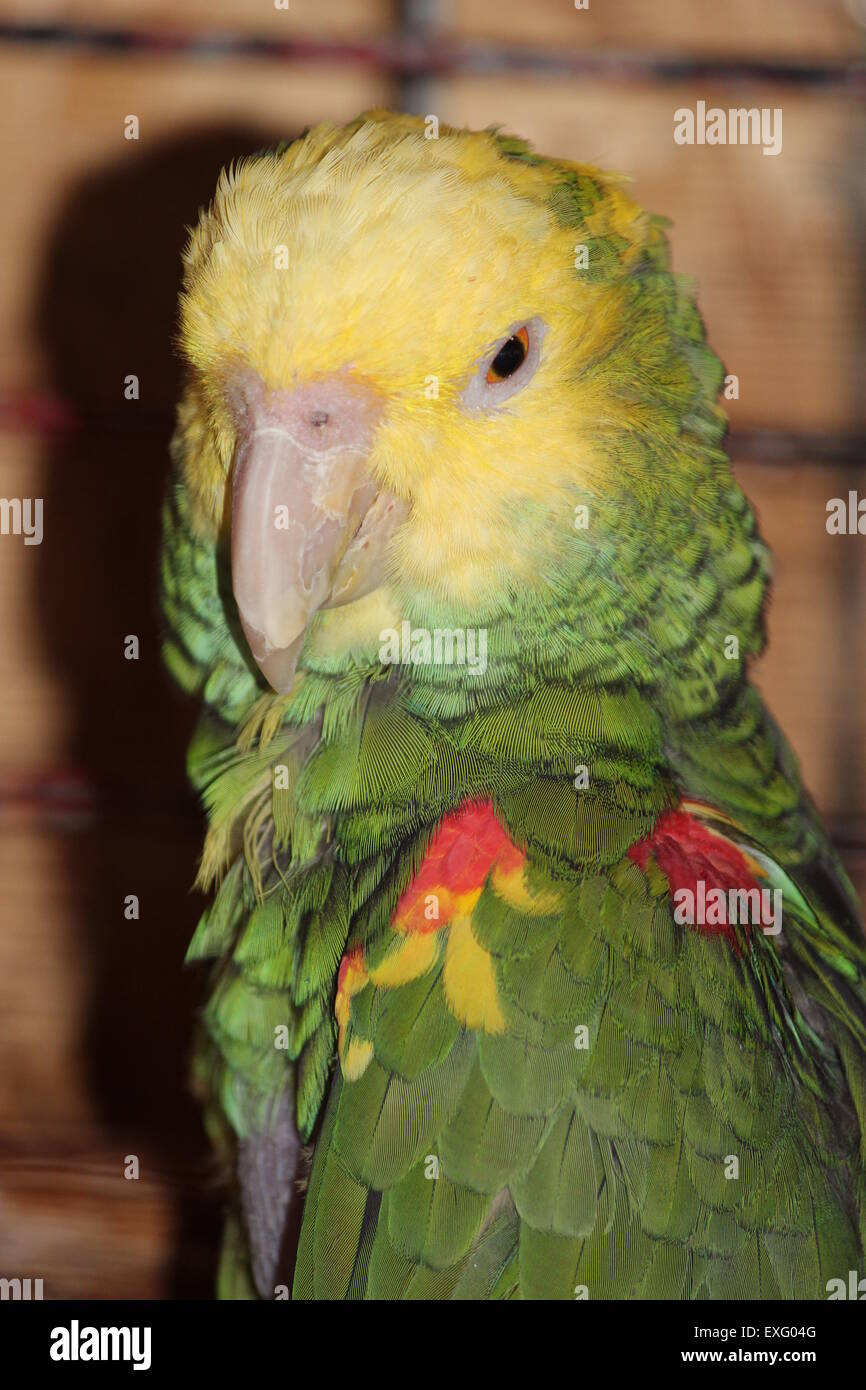 Yellow-headed amazon parrot giving the look. Stock Photo