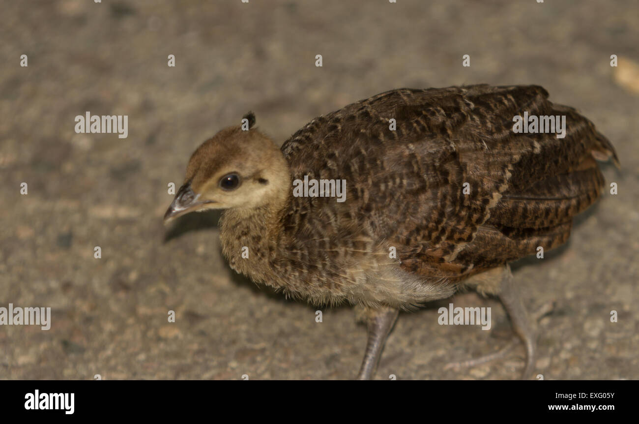 Baby peacock peafowl chicks Stock Photo Alamy