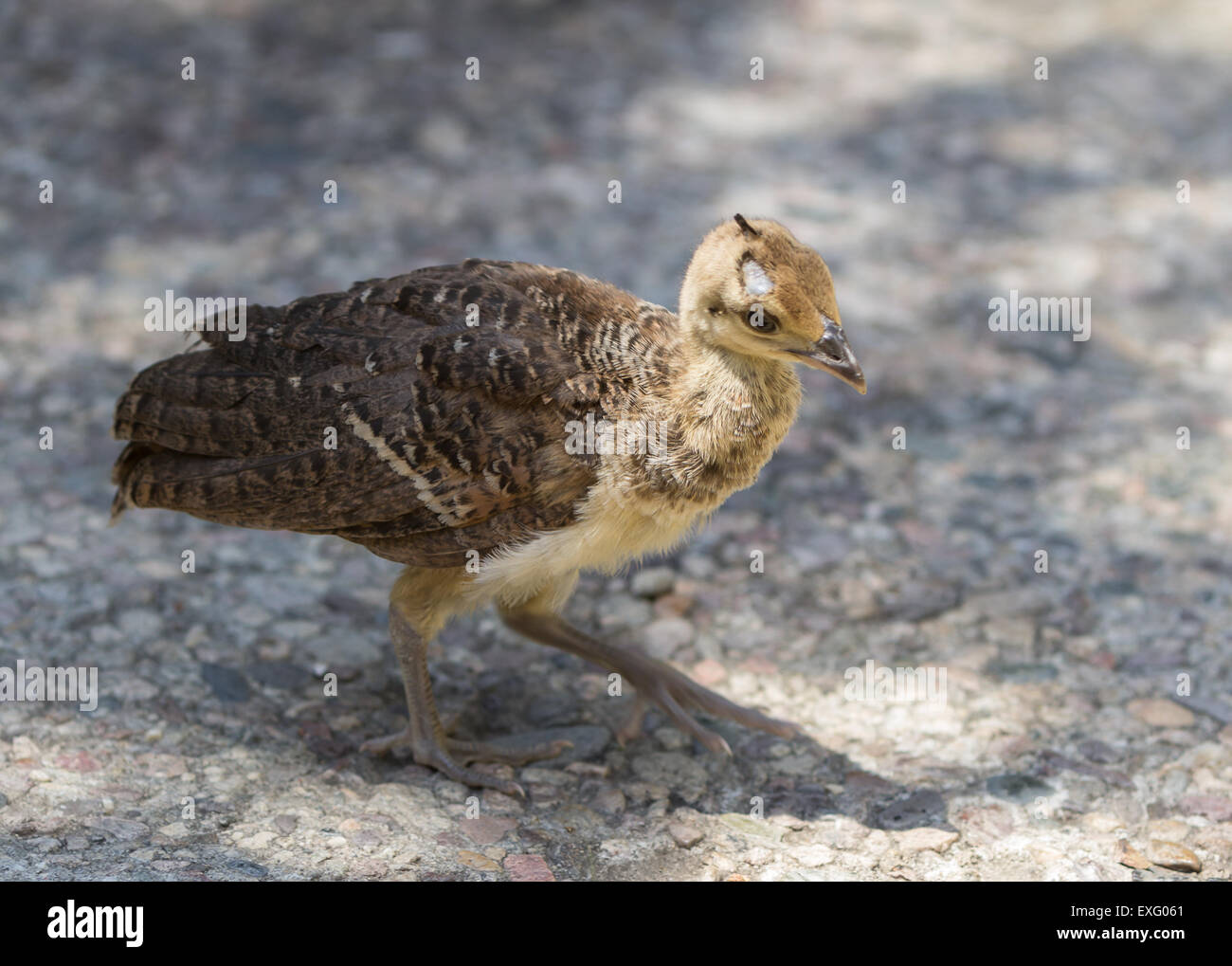 Baby peacock – peafowl – chicks Stock Photo - Alamy