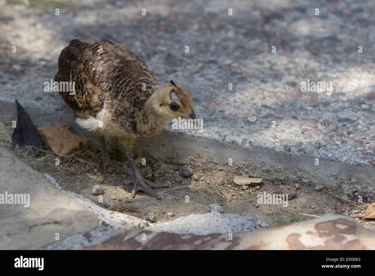 Baby peacock – peafowl – chicks Stock Photo