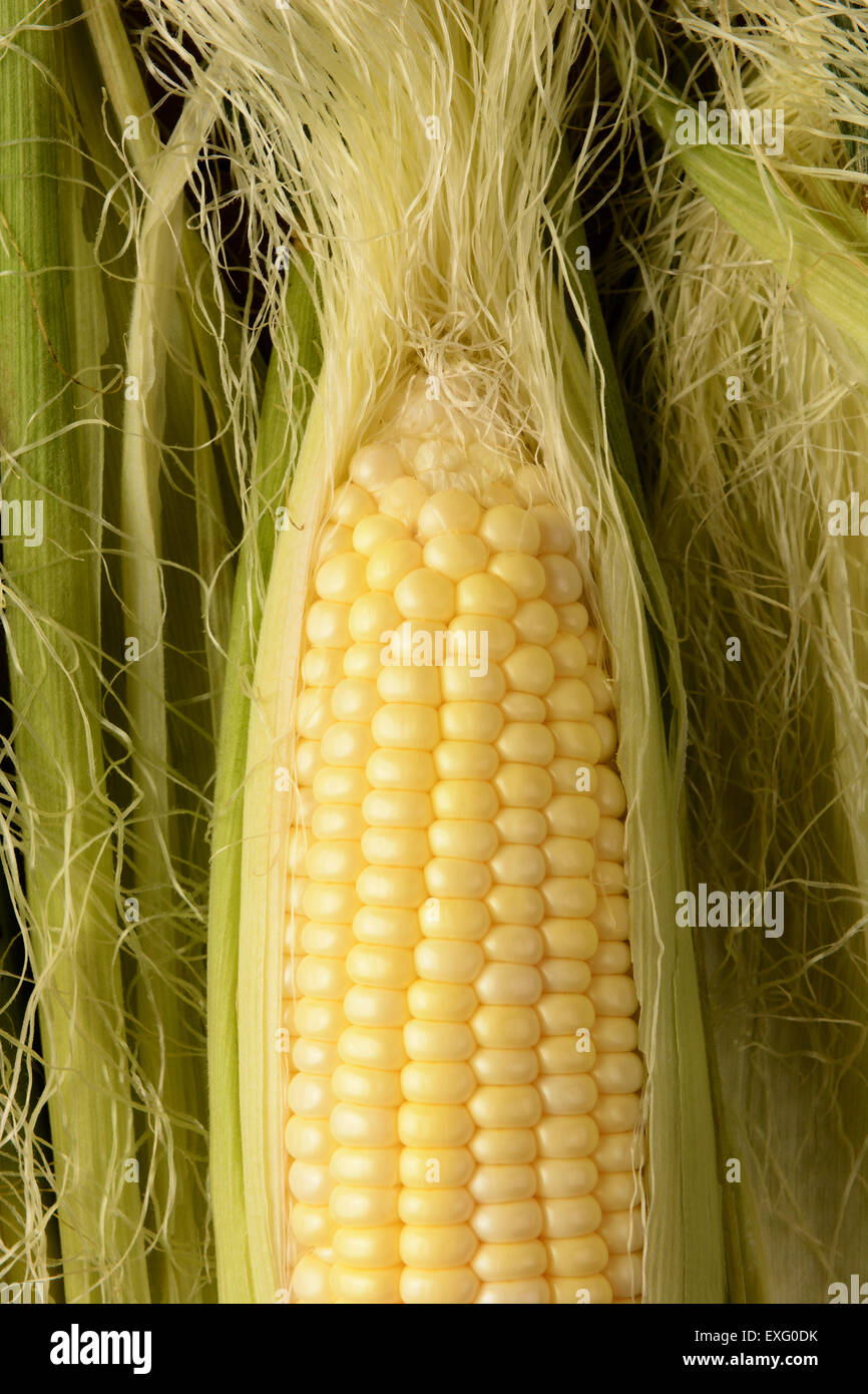 Closeup of a partially shucked ear of corn in vertical format. The fresh picked sweet corn fills the frame surrounded by silk an Stock Photo