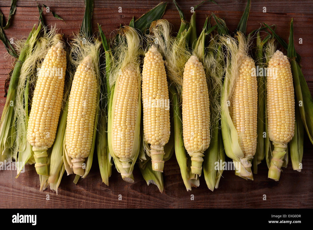 Several fresh picked and shucked corn on the cob ears on a rustic wood table. The sweet corn is shot from a high angle Stock Photo