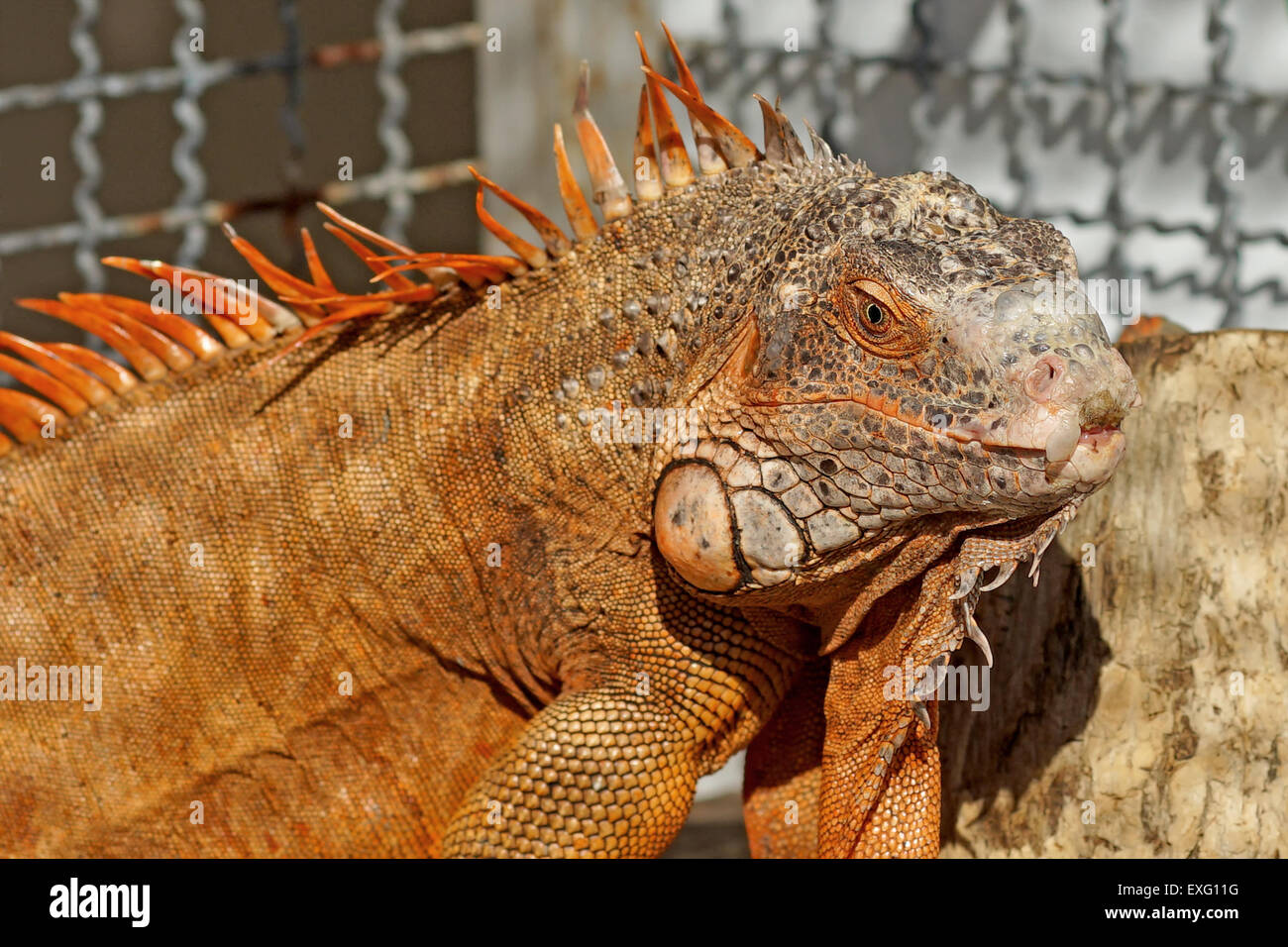 red iguana in the cage Stock Photo