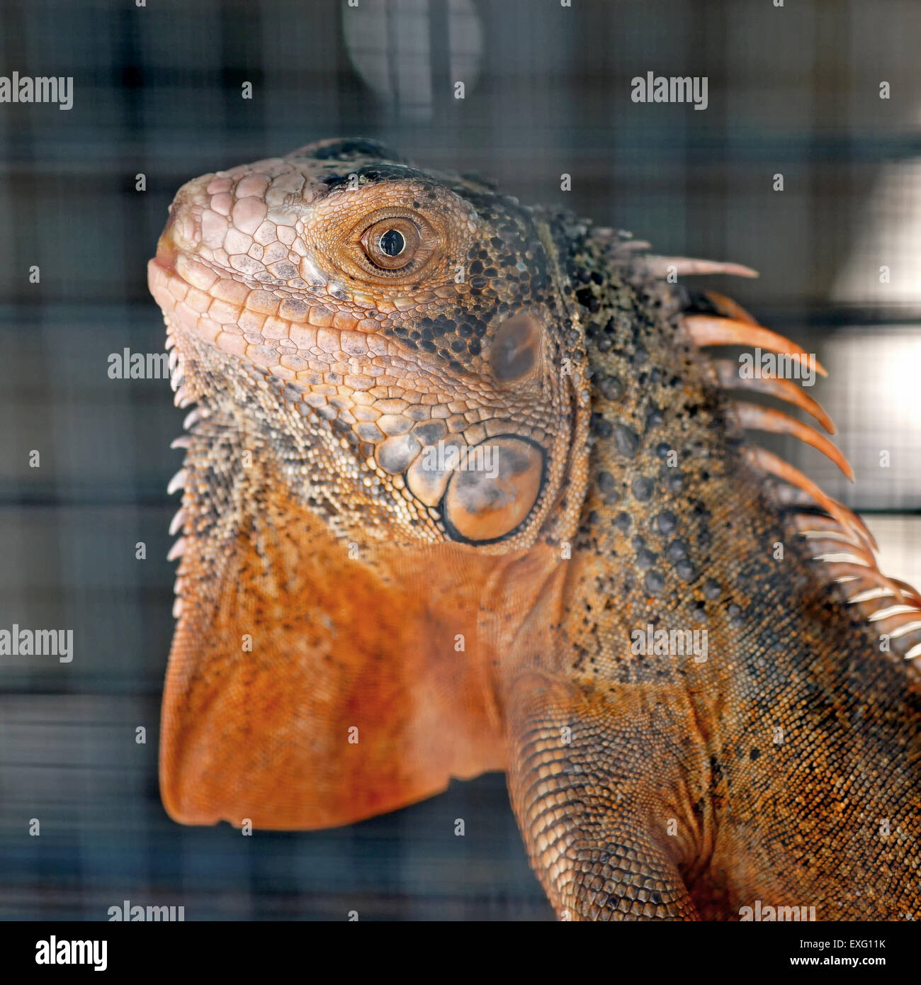 red iguana in the cage Stock Photo