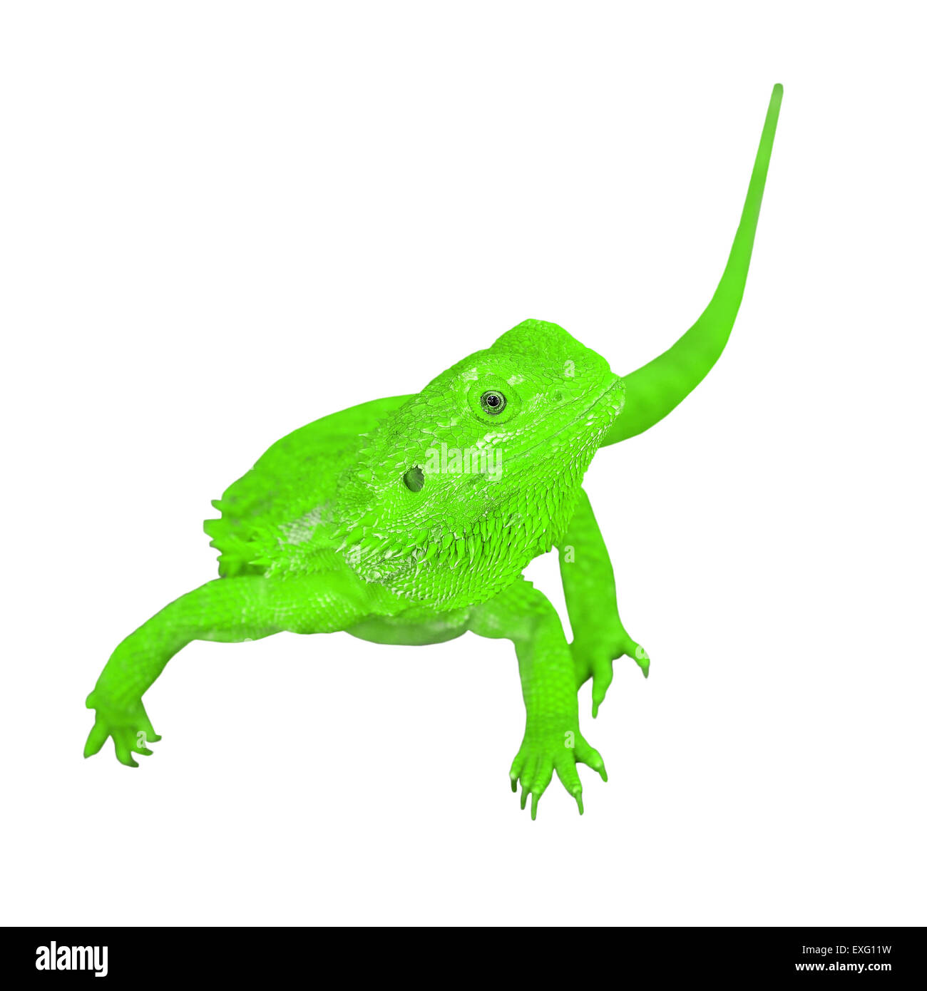 bearded dragon or pogona vitticeps isolated on white background Stock