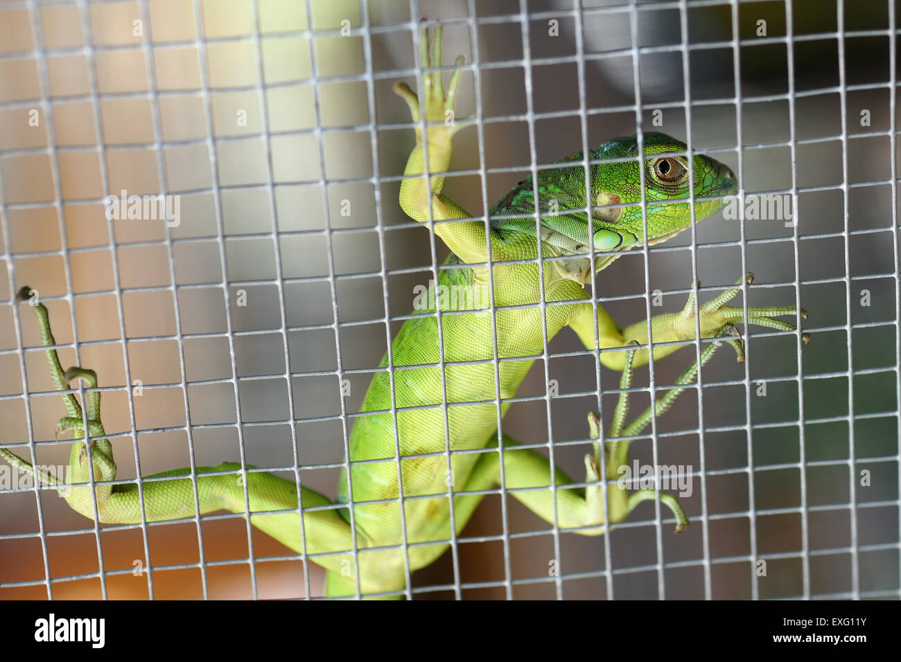 small iguana in the cage Stock Photo