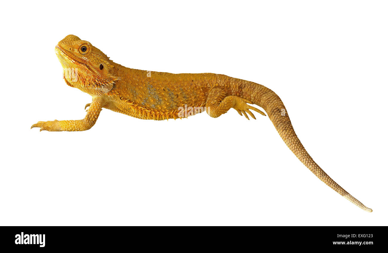 bearded dragon or pogona vitticeps isolated on white background Stock