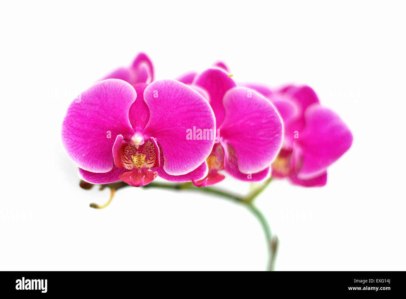 beautiful orchid flower isolated on white background Stock Photo - Alamy