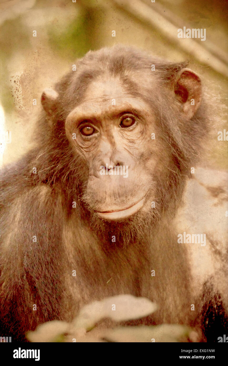 Portrait of a female chimpanzee, Pan troglodytes. Sepia tone vintage image with grunge effect. Stock Photo