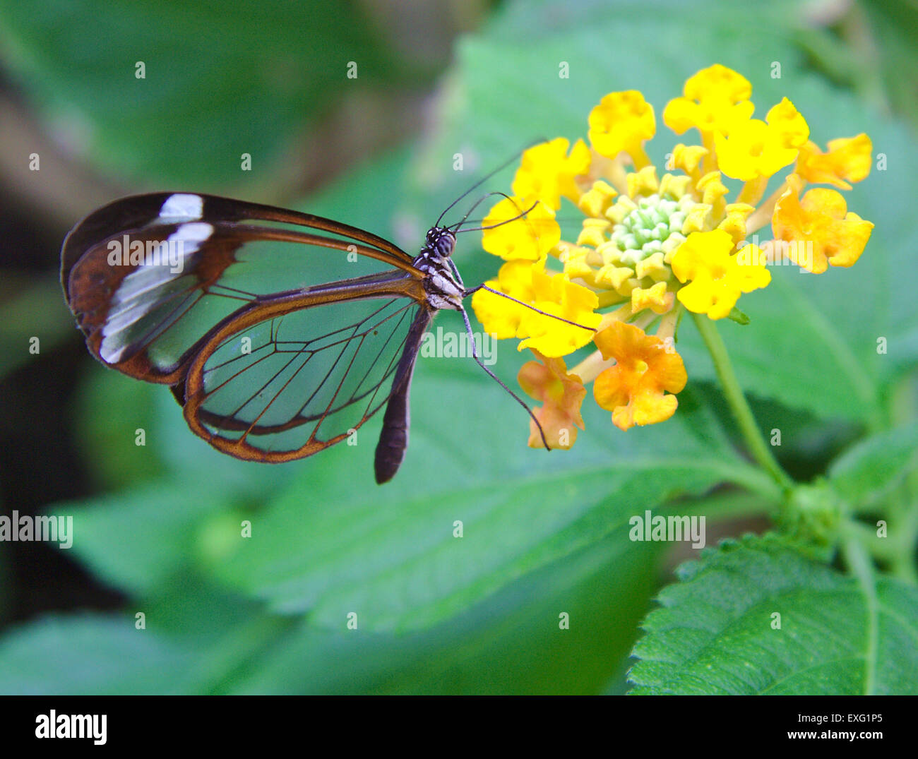 Greta Oto butterfly with transparent wings feeds on a flower Stock Photo