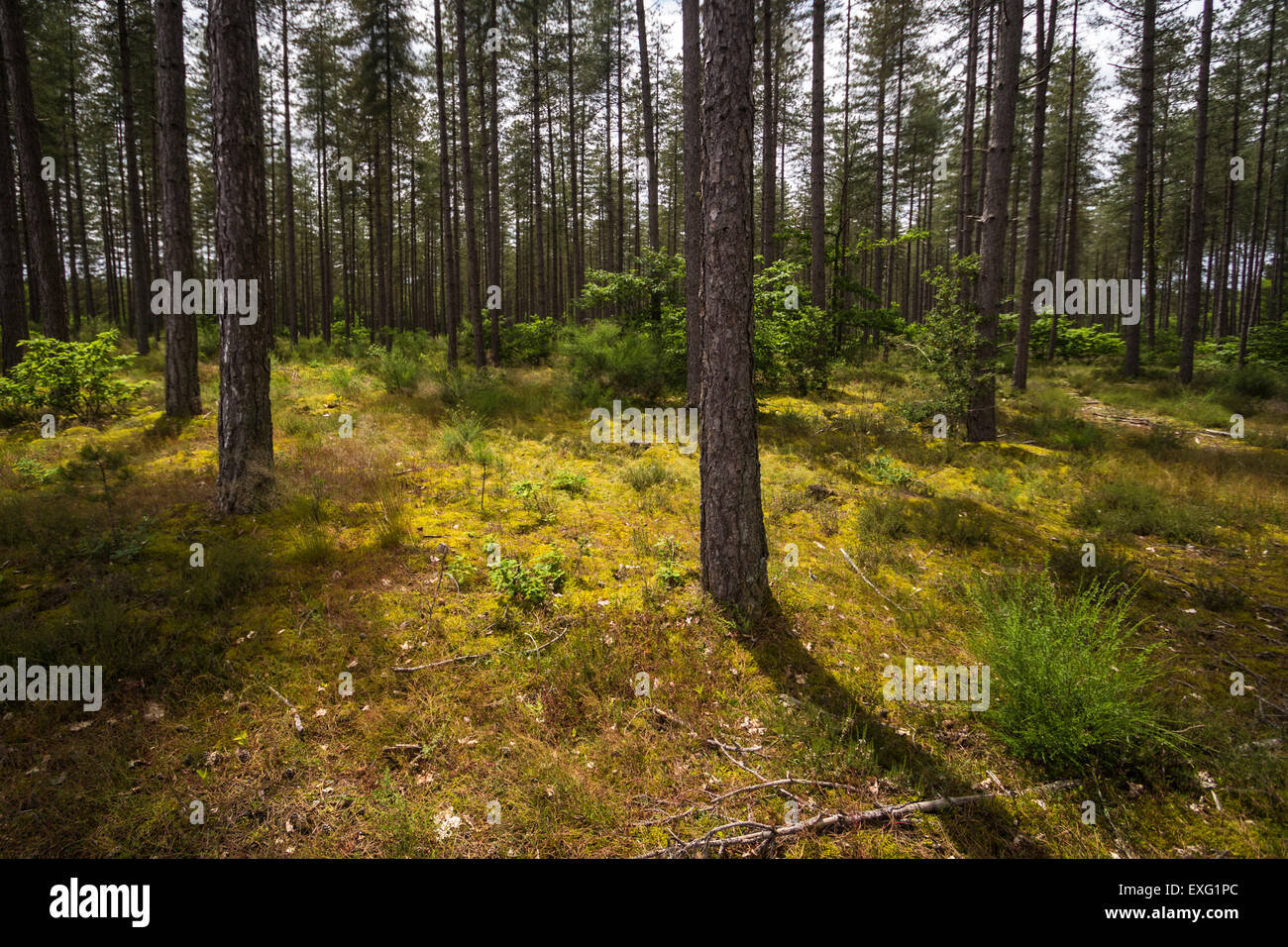 Spooky forest, A lot of trees and the ground covered with moss Stock Photo
