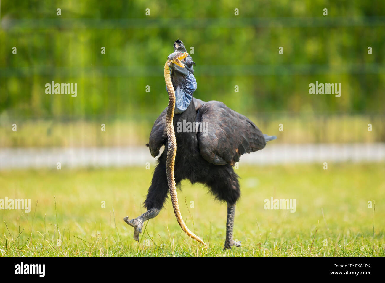 A northern ground hornbill killing a toy snake at a bird show. Stock Photo