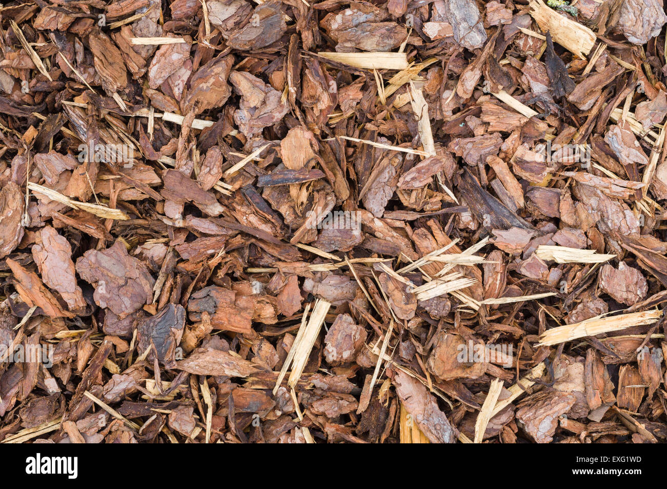Natural bark used as a soil covering for mulch in the garden, wood chip background texture Stock Photo