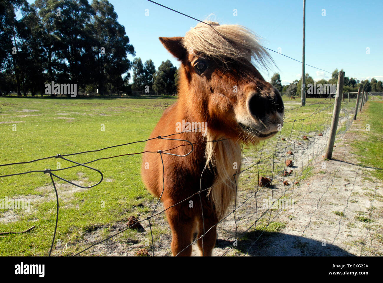 A Chestnut Shetland Pony at a farm in Western Australia Stock Photo