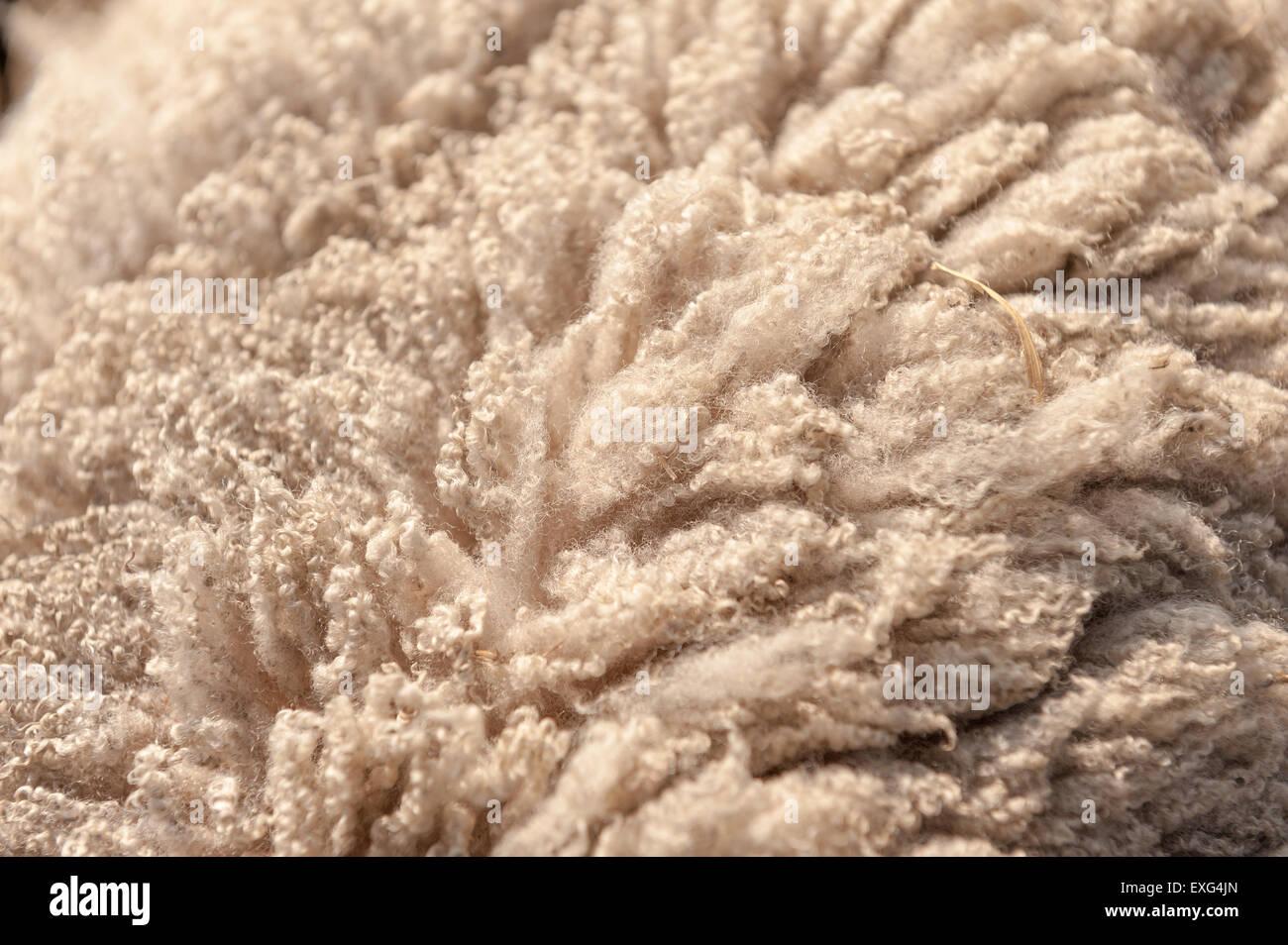 one year growth, a Shetland sheep wool coat close up before its sheared showing varied texture very soft and well crimped fleece Stock Photo