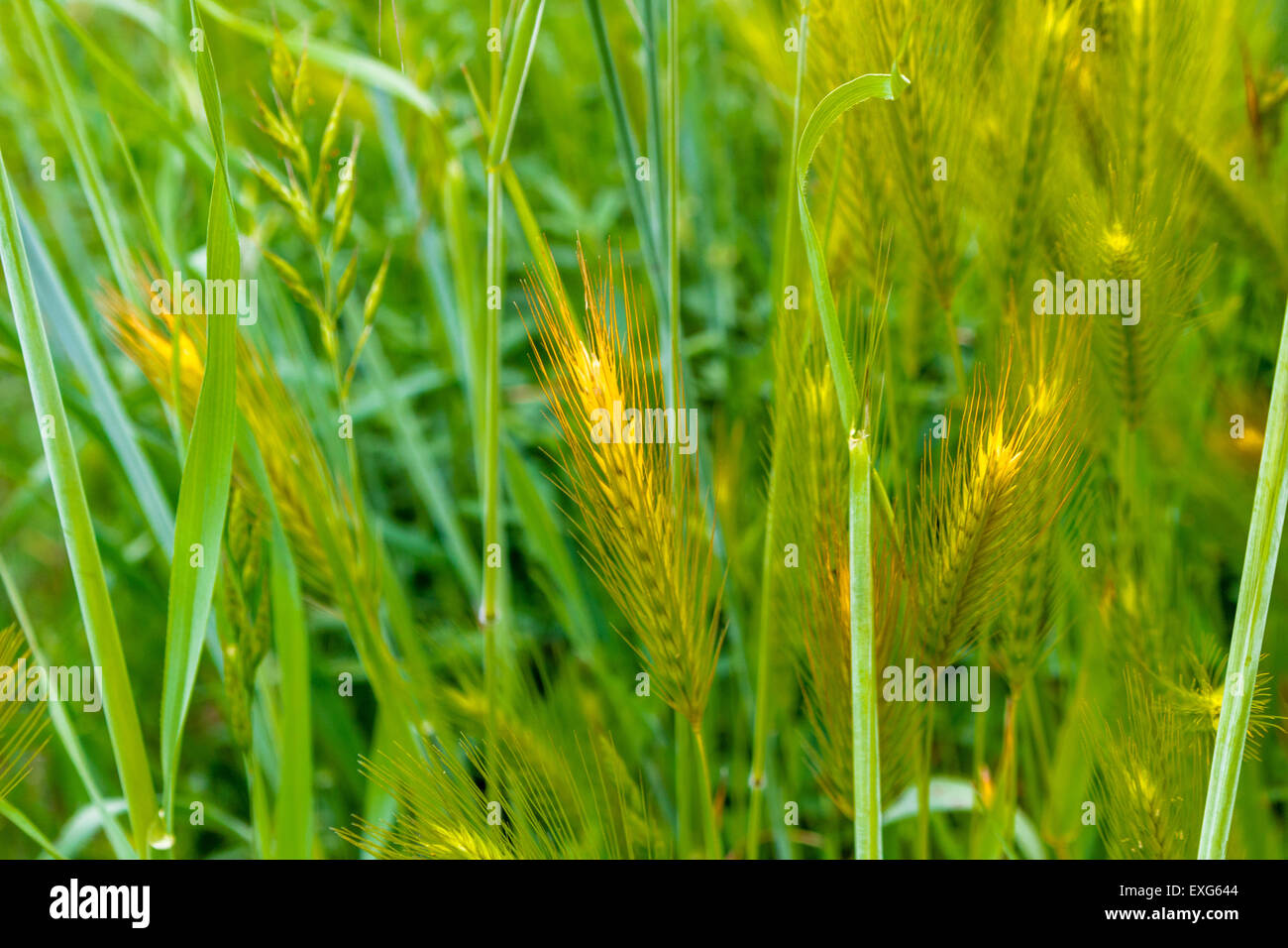 Foxtail or spear grass on green weeds Stock Photo