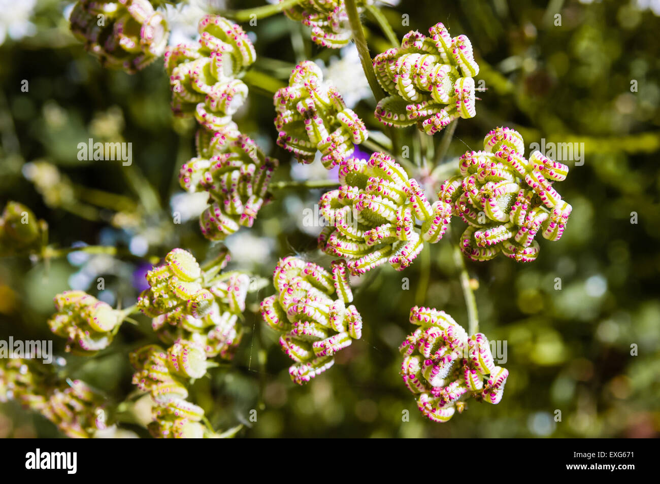 Closeup Tordylium Apulum fruits from the Apiaceae family Stock Photo