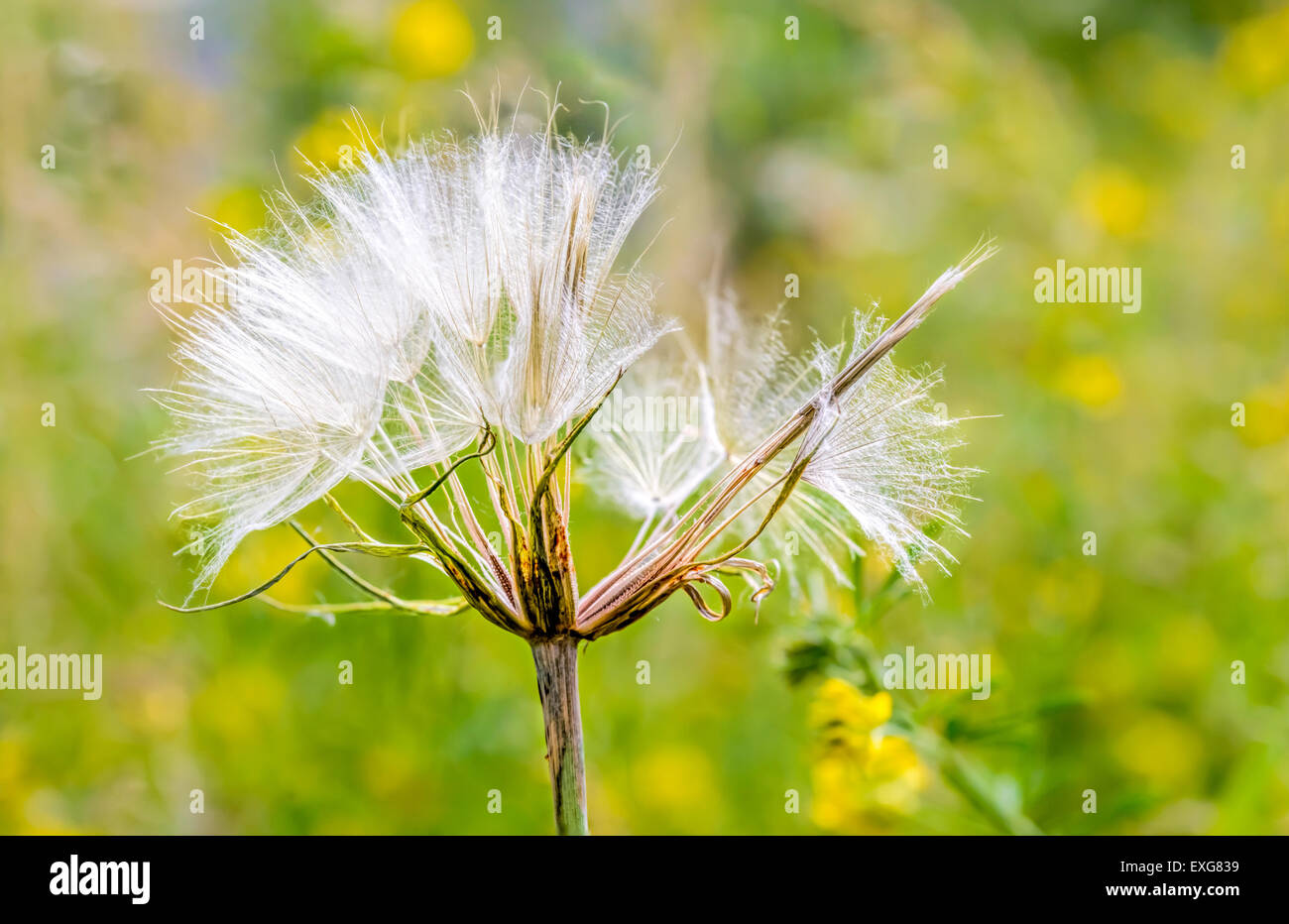 Macro of a Tragopogon in the meadow, under the summer sun Stock Photo
