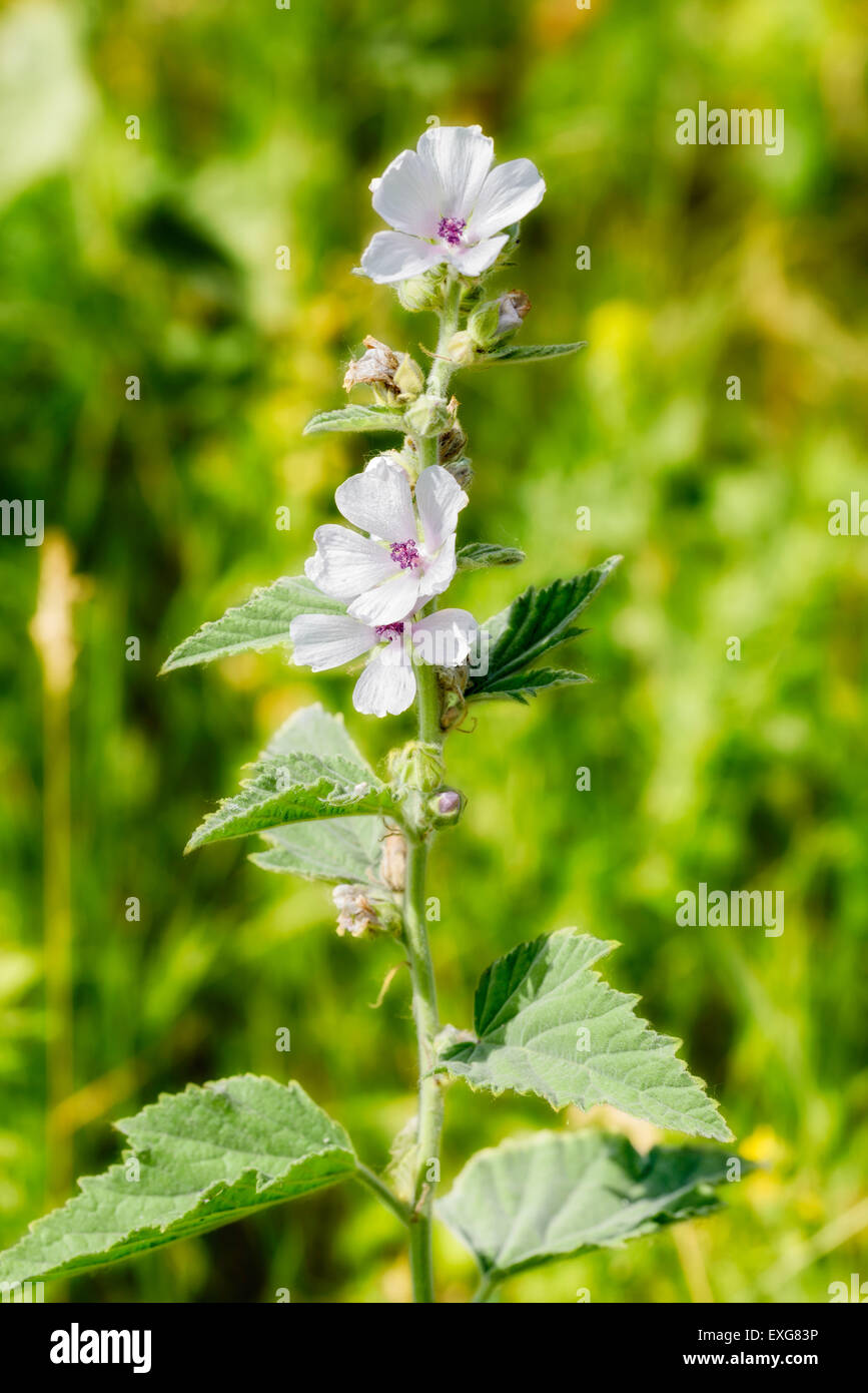 Marshmallow plant hires stock photography and images Alamy
