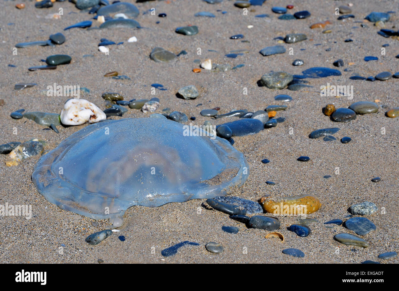 Common jellyfish Aurelia aurita washed up on a sandy beach at Tywyn, Gwynedd, Wales. Stock Photo