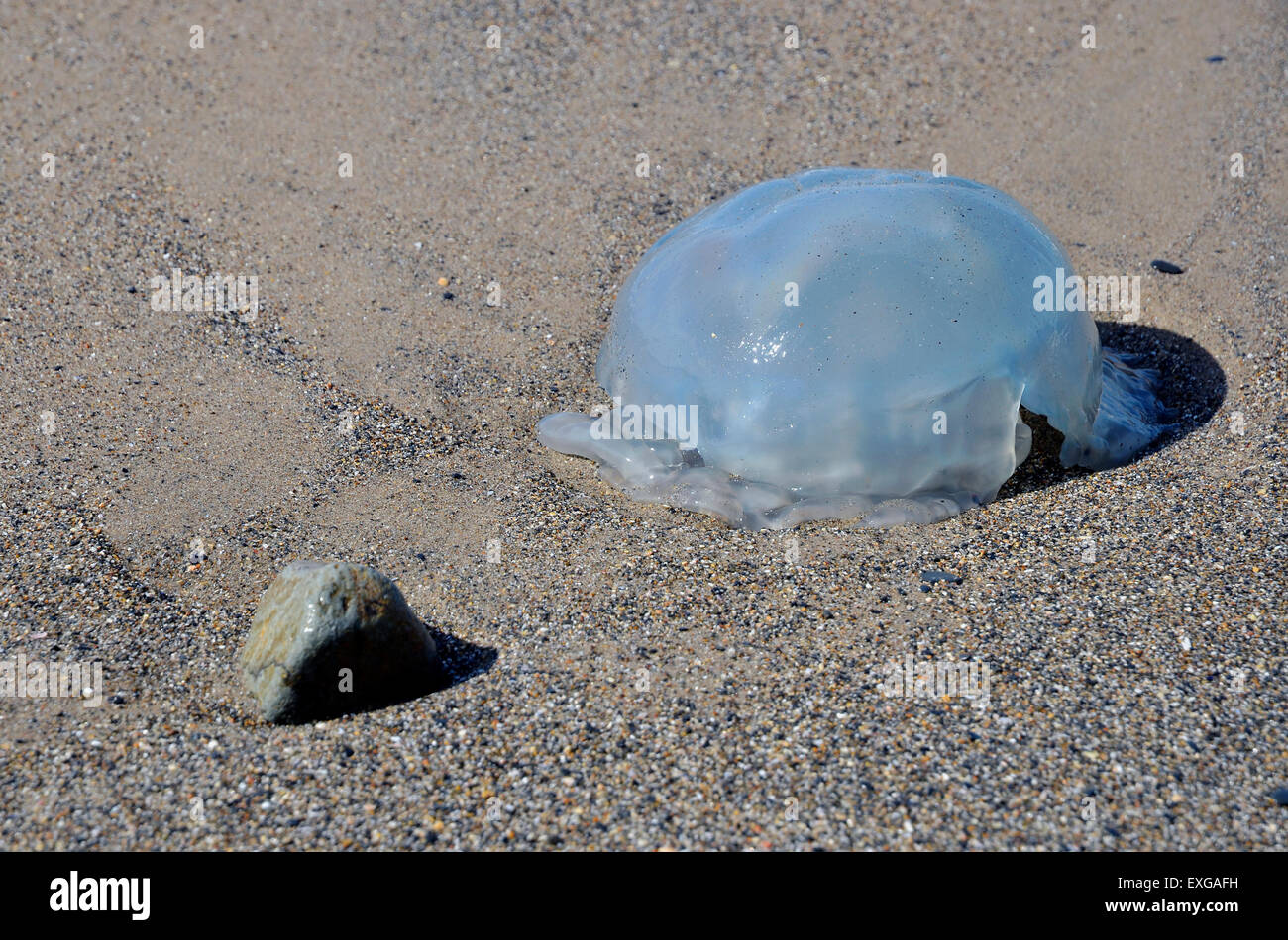 Common jellyfish Aurelia aurita washed up on a sandy beach at Tywyn, Gwynedd, Wales Stock Photo