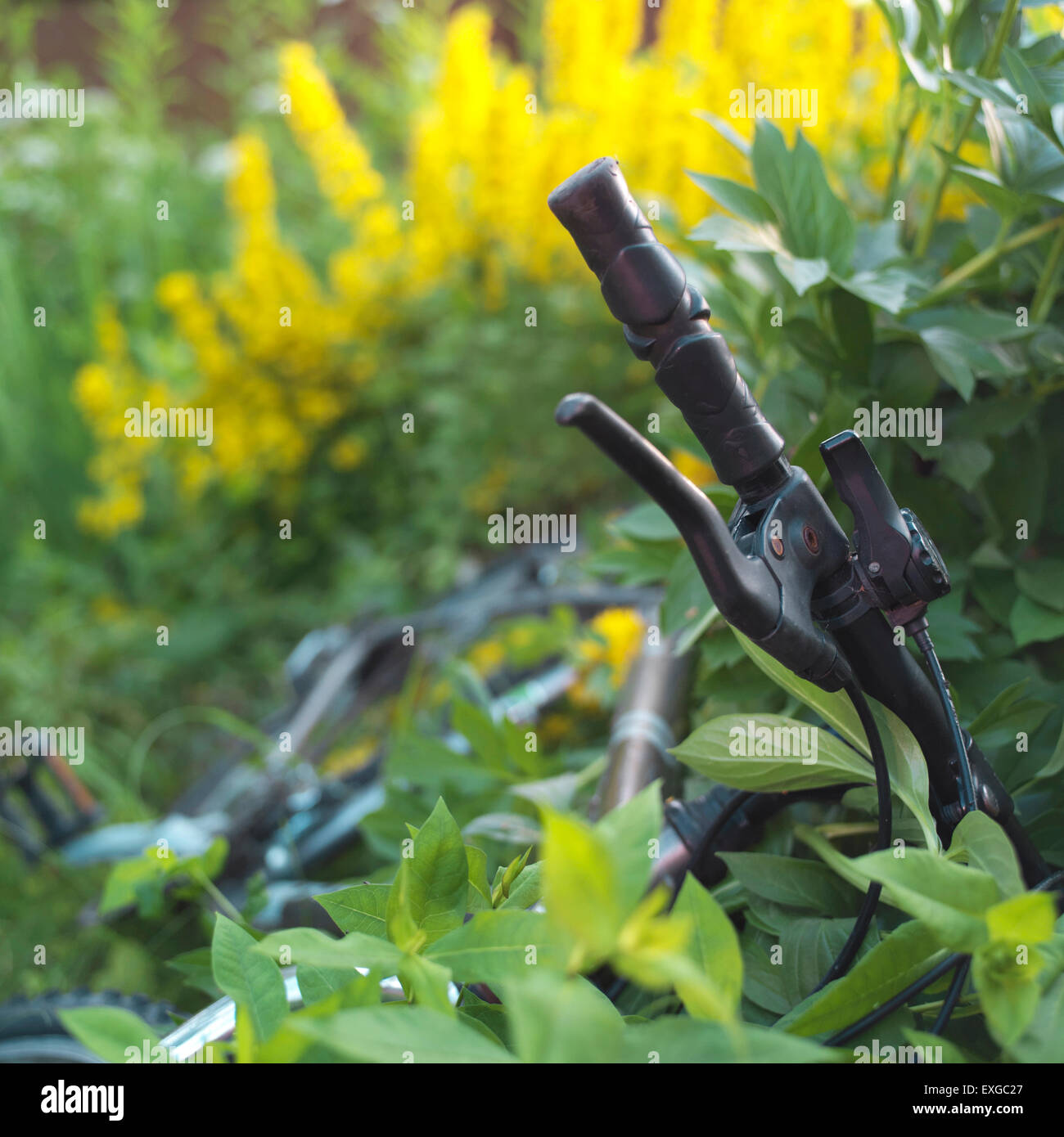 Bicycle On The Grass Stock Photo