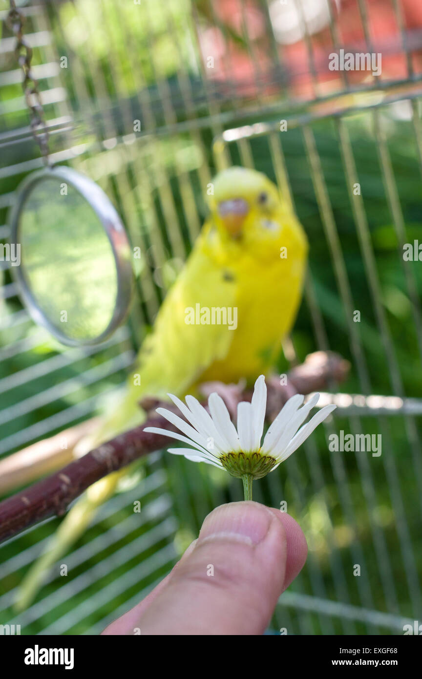 Budgie In Cage Stock Photo Alamy
