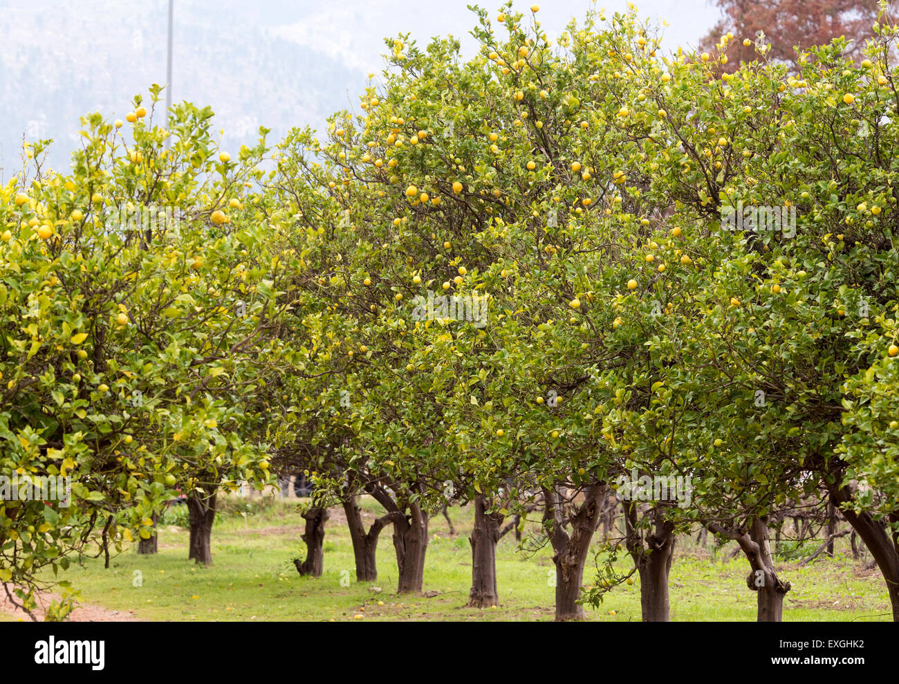 Lemon trees Franschhoek South Africa Stock Photo Alamy