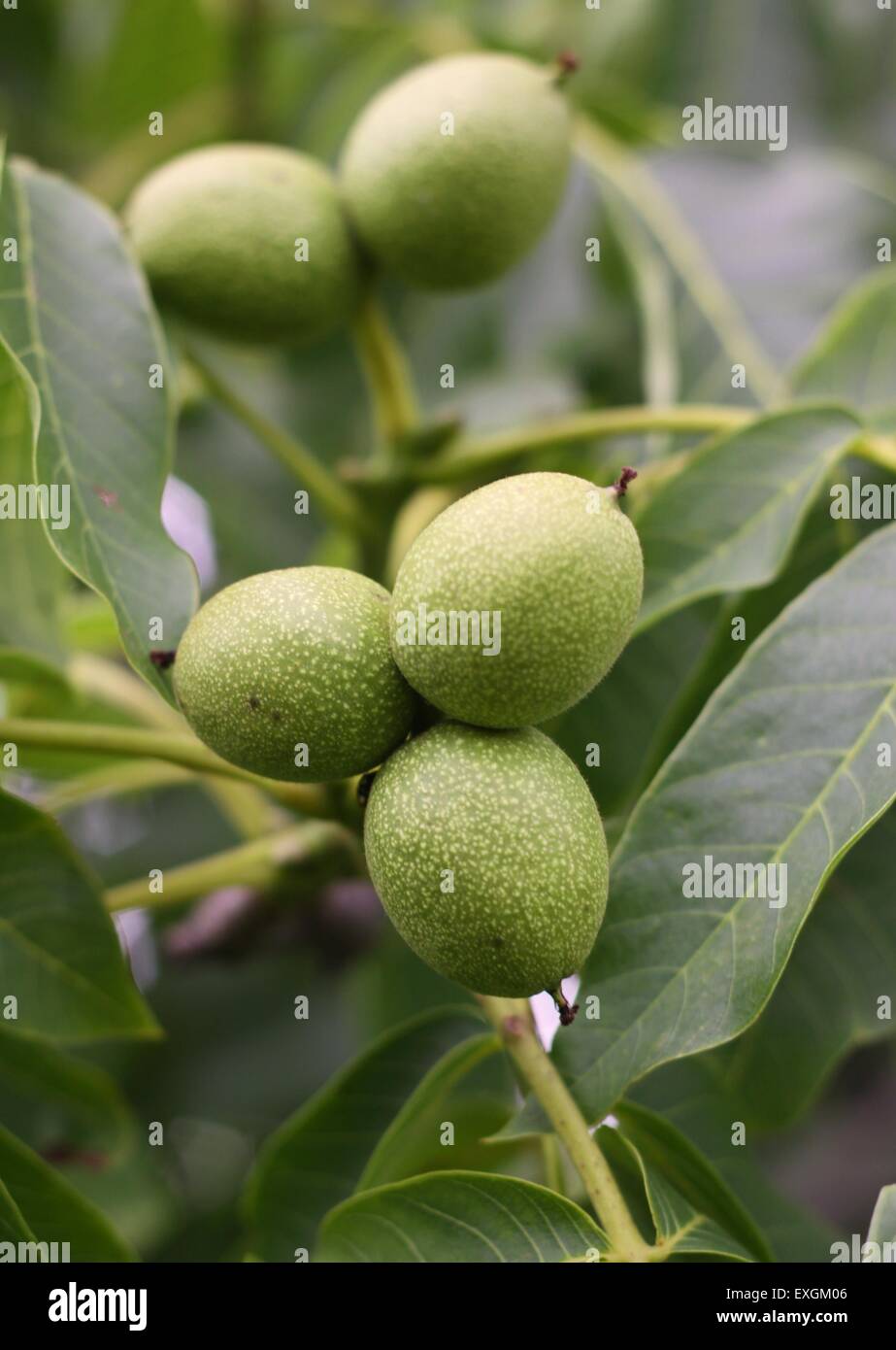 Immature Green walnuts on the tree with leaves Stock Photo