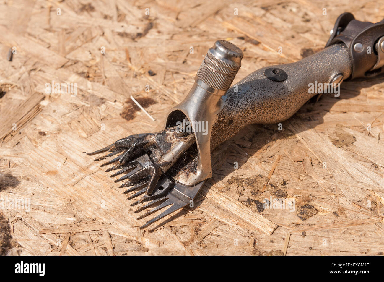 Heavy grade industrial sheep shearing clippers after a days use shearing fleeces Stock Photo