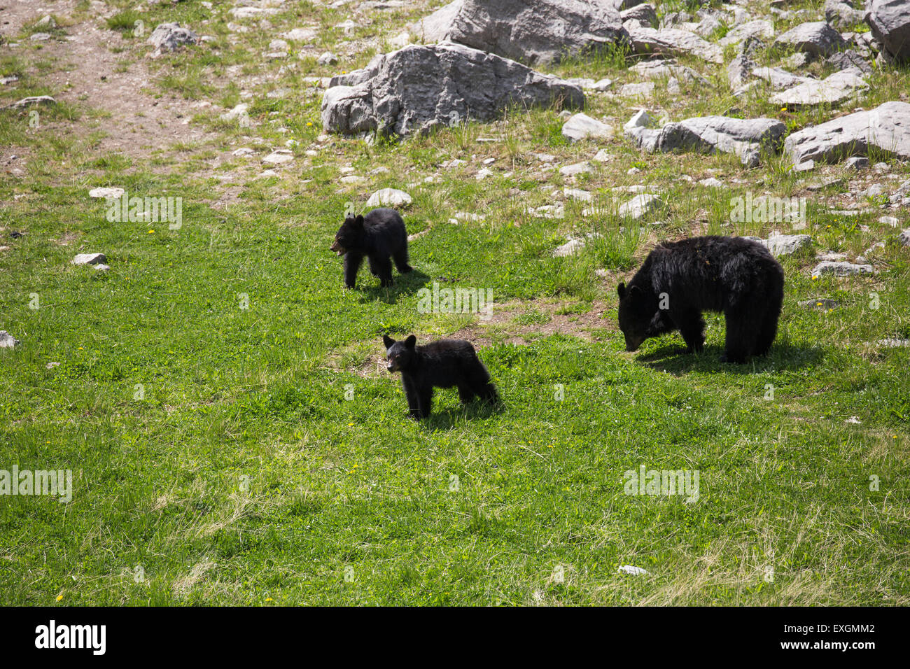 A mother black bear with her cubs Stock Photo - Alamy