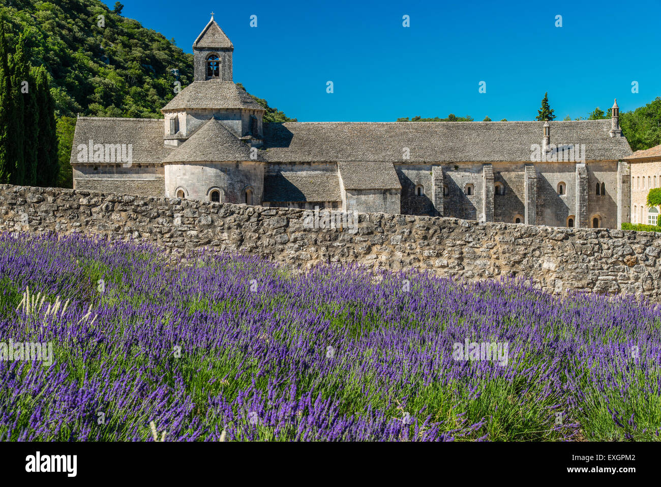 Senanque Abbey or Abbaye Notre-Dame de Senanque with lavender field in bloom, Gordes, Provence, France Stock Photo