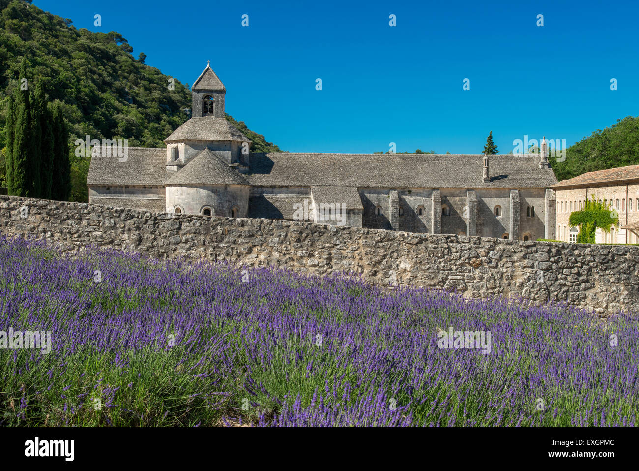 Senanque Abbey or Abbaye Notre-Dame de Senanque with lavender field in bloom, Gordes, Provence, France Stock Photo