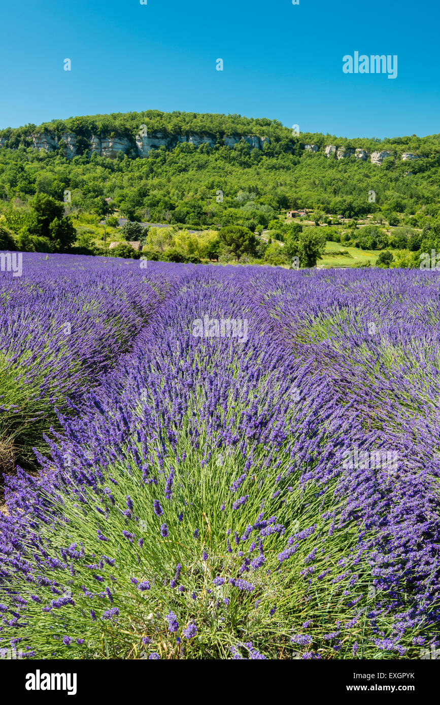 Lavender field in bloom, Plateau de Claparedes, Provence, France Stock Photo
