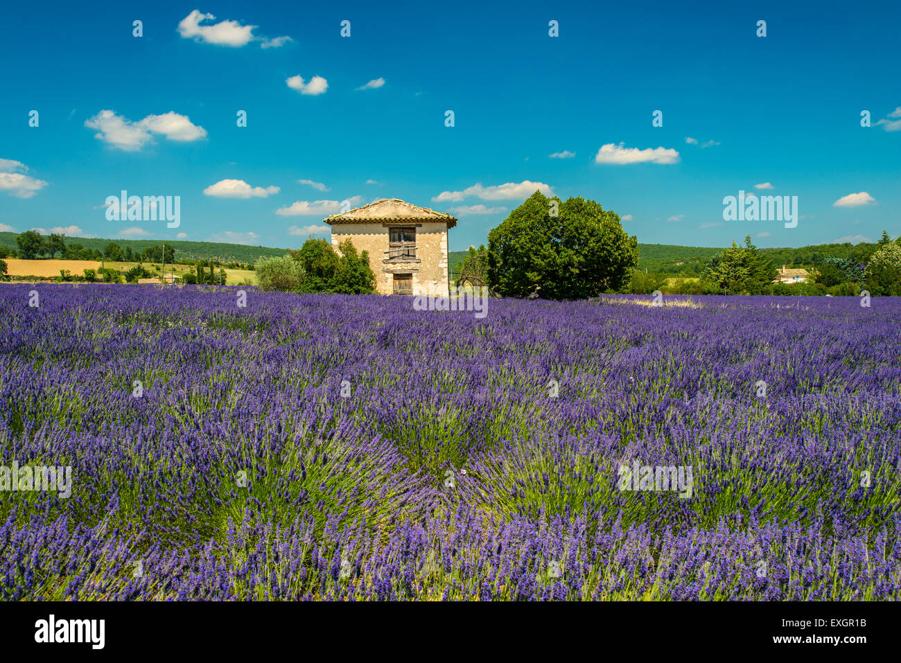 Stone cottage in the middle of a lavender field in bloom, Provence, France Stock Photo