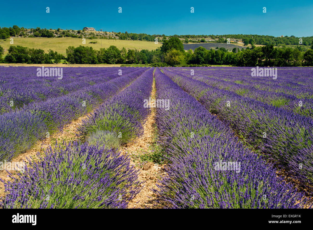 Lavender field in bloom, Plateau de Claparedes, Provence, France Stock Photo