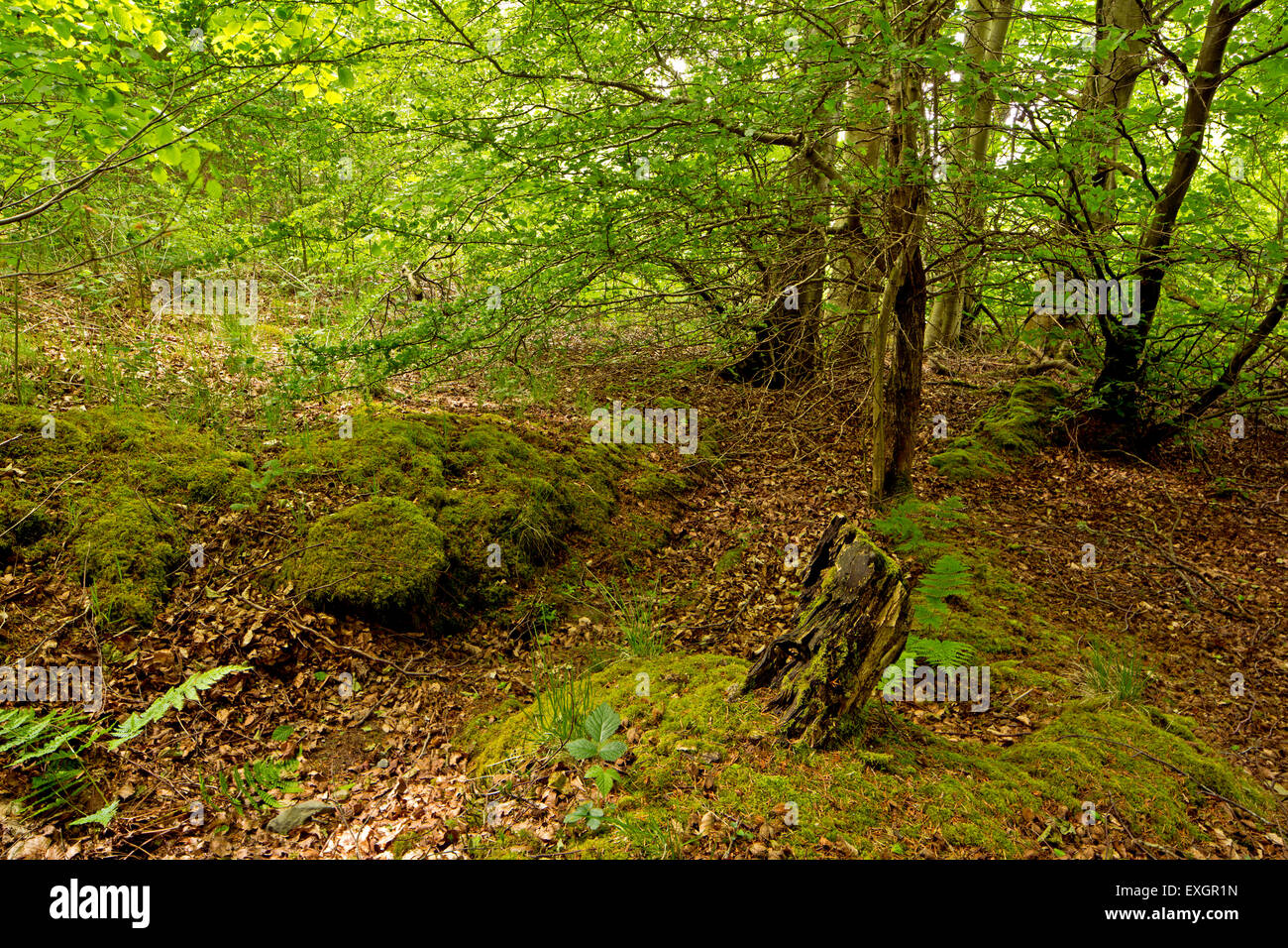 Woodland trees path ferns hi-res stock photography and images - Alamy