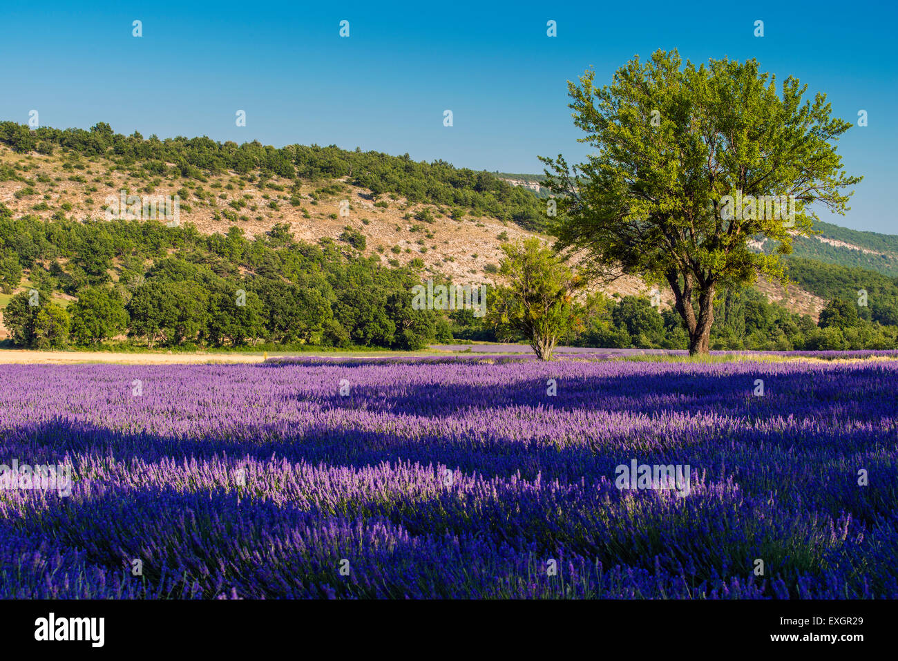 Scenic lavender field in Provence, France Stock Photo