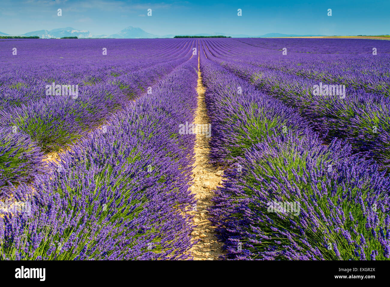 Lavender field in bloom at Plateau de Valensole, Provence, France Stock Photo