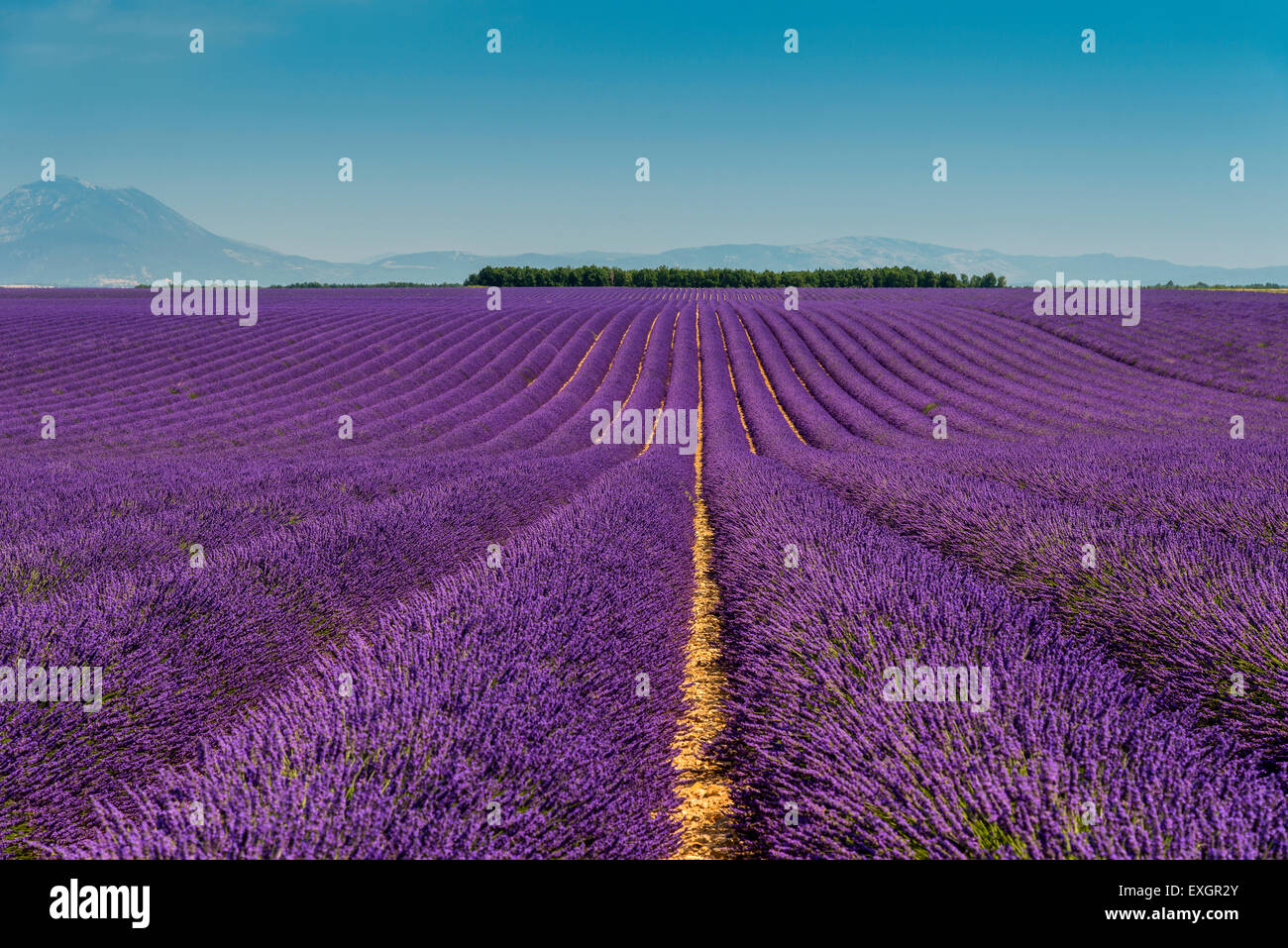 Lavender field in bloom at Plateau de Valensole, Provence, France Stock Photo
