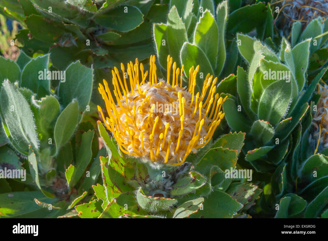 Yellow pincushion protea flower Stock Photo Alamy