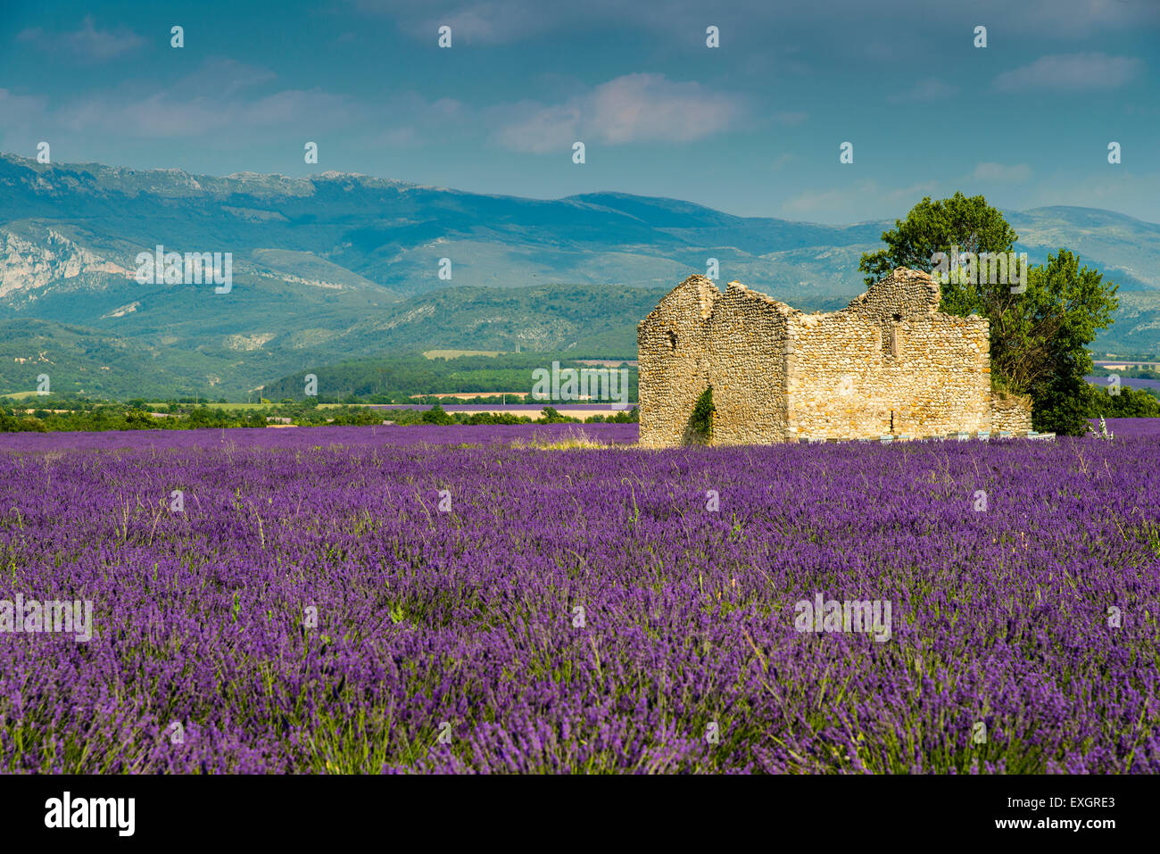 Lavender field in bloom with stone cottage at Plateau de Valensole, Provence, France Stock Photo