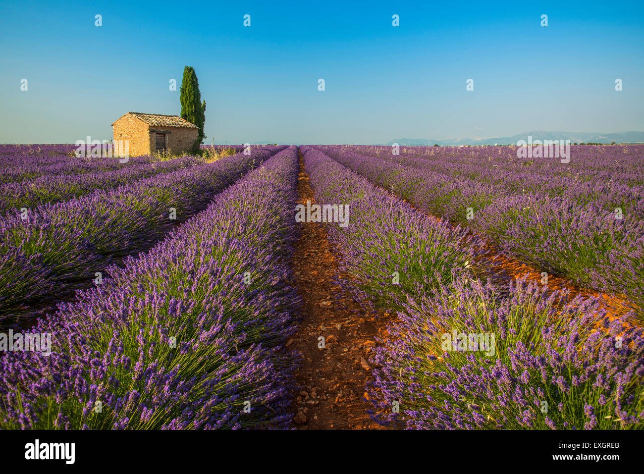 Lavender field with lonely stone cottage and cypress tree at sunset, Plateau de Valensole, Provence, France Stock Photo