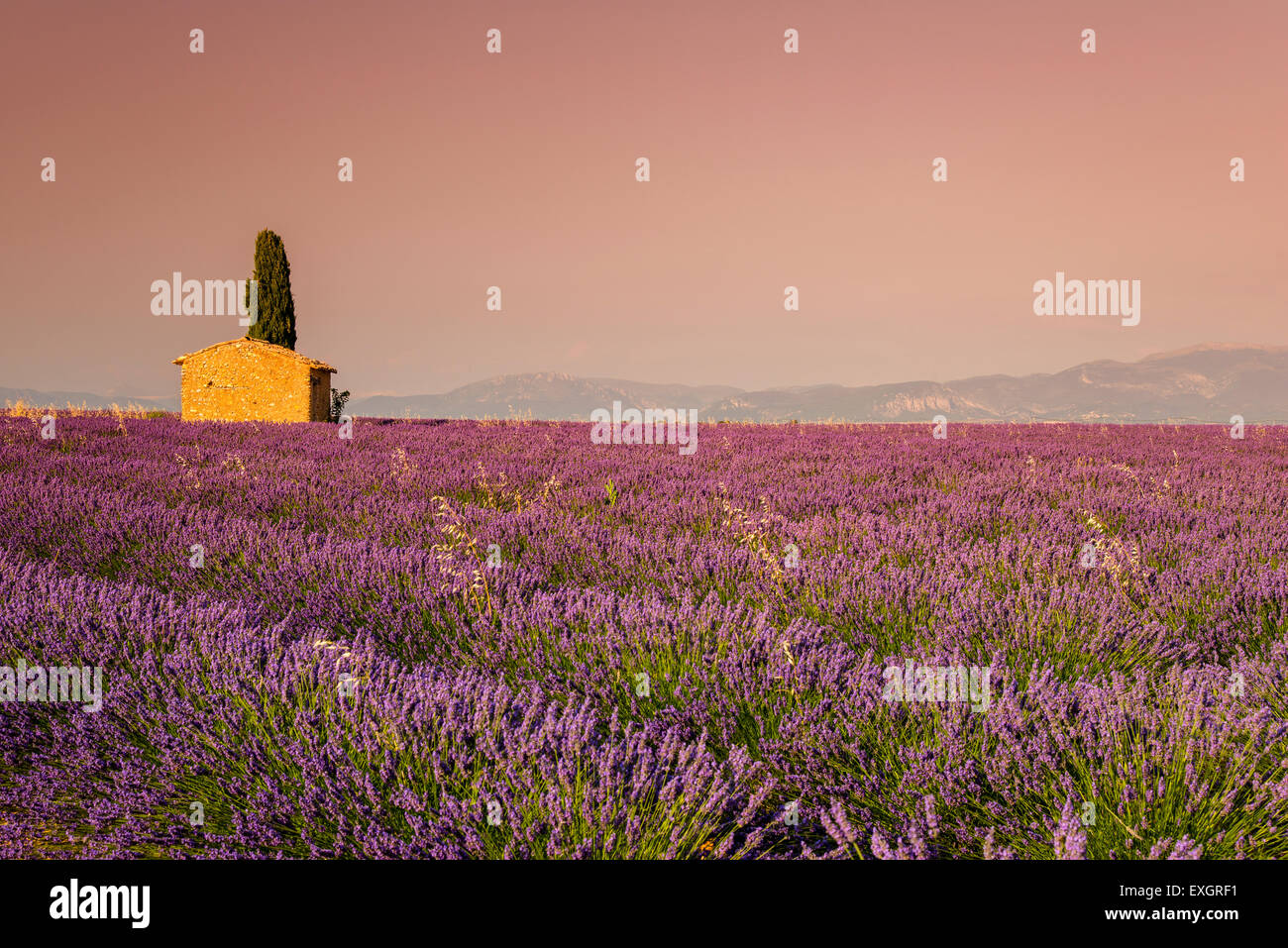 Lavender field with lonely stone cottage and cypress tree at sunset, Plateau de Valensole, Provence, France Stock Photo