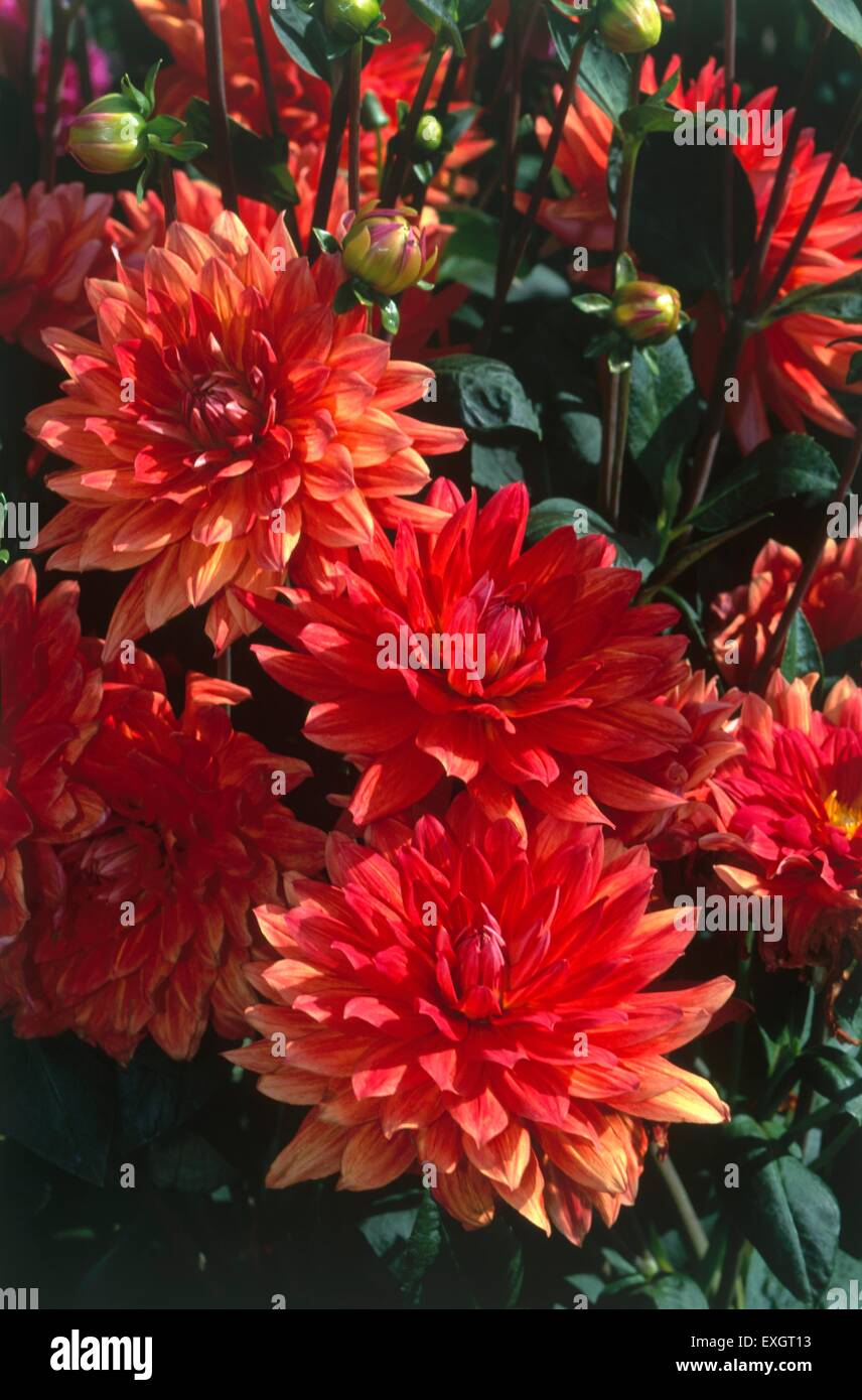 Dahlia 'Furst Puckler', with bright red flowerheads Stock Photo