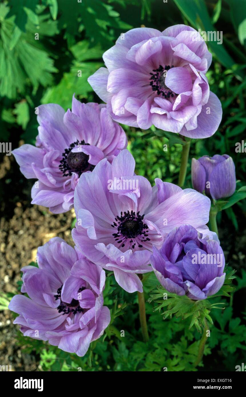 Anemone coronaria De Caen Group, showing pale purple flowers on tall
